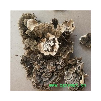 圣草康园云芝 千层蘑 黄云芝、灰芝、瓦菌统35，选48