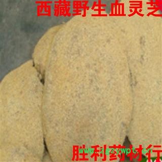 圣草康园  中药材雪灵芝  西藏雪灵芝图2