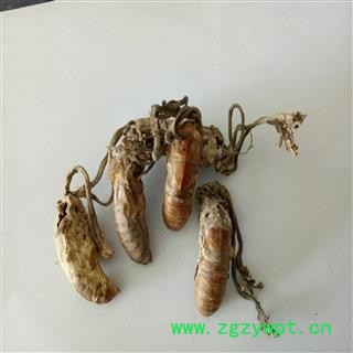 蝉花 精选 水洗 茶用金蝉花 新货 100%实拍图 产地 安徽省蚌埠市图2