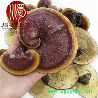 金边灵芝大朵统货散装1公斤起批产地直供灵芝川蜀山农中药材批发图2
