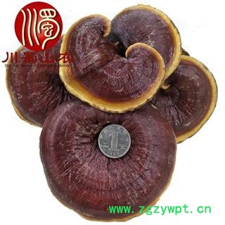 金边灵芝大朵统货散装1公斤起批产地直供灵芝川蜀山农中药材批发图3