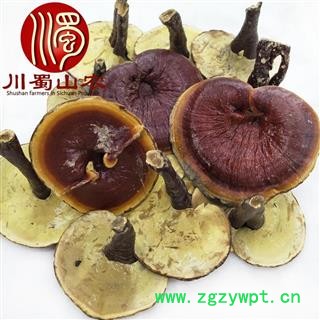 金边灵芝大朵统货散装1公斤起批产地直供灵芝川蜀山农中药材批发图4