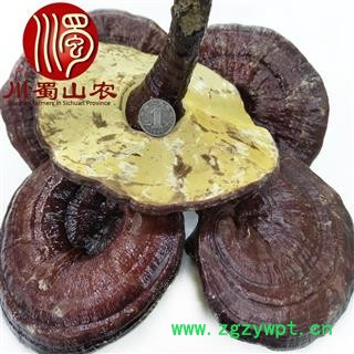 红灵芝厚肉质无硫个子散装1公斤起批产地直供川蜀山农中药材批发图3