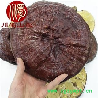 红灵芝厚肉质无硫个子散装1公斤起批产地直供川蜀山农中药材批发图2