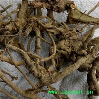 煜庭药业   山白芷图3