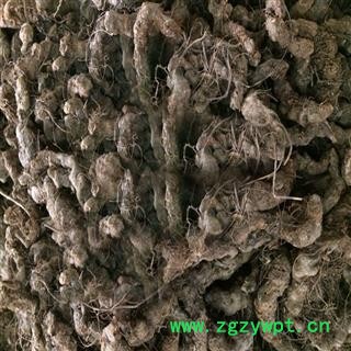 煜庭药业 秋海棠 岩丸子图2