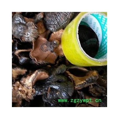 小丽百草行灵芝 美芝