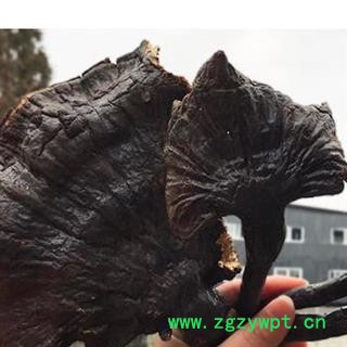 小丽百草行灵芝 美芝图2