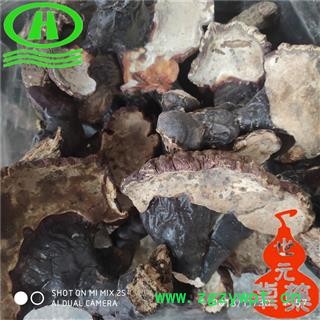 世元药业 野灵芝 纯野 白底香味浓 无污染 品相貌丑陋 谨慎购买【灵芝大全】图2