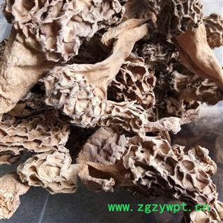 羊肚菌 统货 野生羊肚菌  产地 安徽省图2