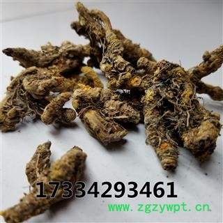 黄连 味连 川连 鸡爪连图4