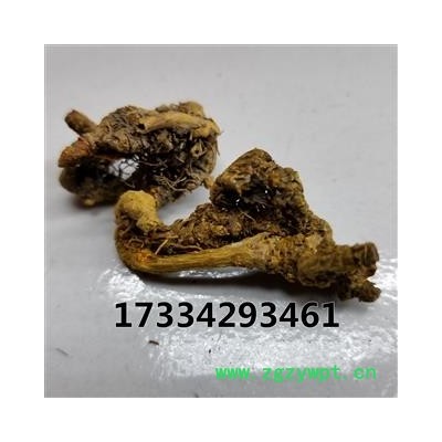 黄连 味连 川连 鸡爪连