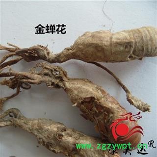 蝉花 统货 产地 安徽省安庆市 金蝉花 凯捷中药图2