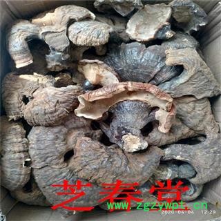 产地新货源东北野生赤红黑灵芝个片仿野生散装紫竹规格齐全批发图2