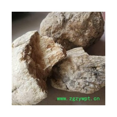 苦白蹄  白灵芝 玉芝、阿里红 落叶松茸 药用层孔菌