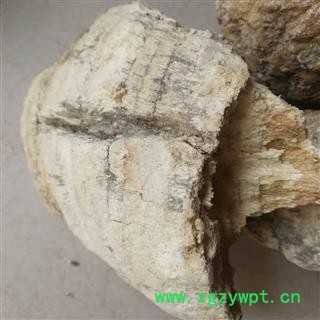 苦白蹄  白灵芝 玉芝、阿里红 落叶松茸 药用层孔菌图3