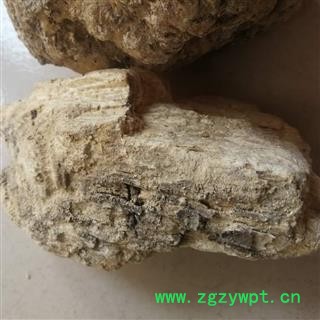 苦白蹄  白灵芝 玉芝、阿里红 落叶松茸 药用层孔菌图2