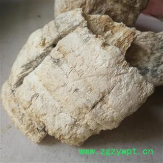 苦白蹄  白灵芝 玉芝、阿里红 落叶松茸 药用层孔菌图4