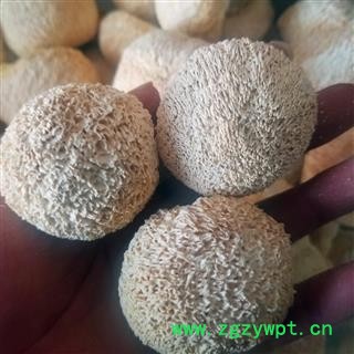 东北猴头菇干货  猴菇 猴头蘑菇干猴头菌图4