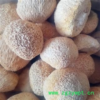 东北猴头菇干货  猴菇 猴头蘑菇干猴头菌图3