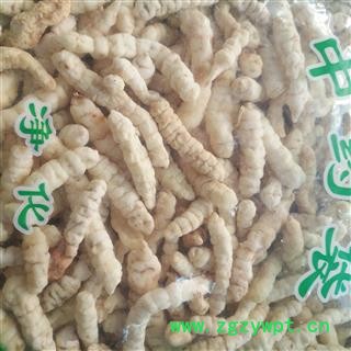 诺源药材行野生草石蚕 地蚕 白花石蚕图3