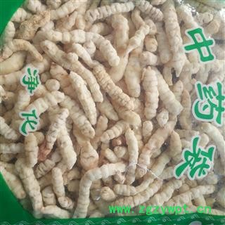 诺源药材行野生草石蚕 地蚕 白花石蚕图2