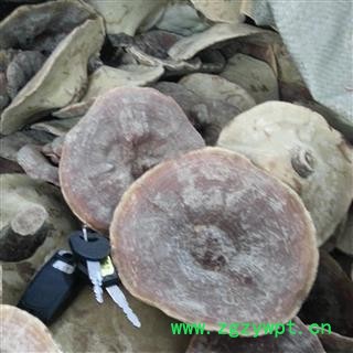 圣草康园灵芝 金边灵芝无柄金边灵芝 产地海南图2