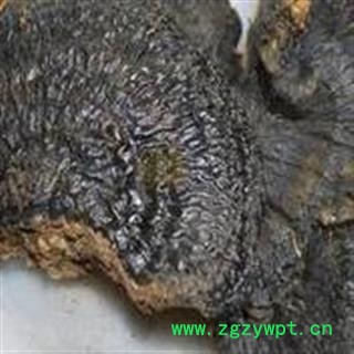 圣草康园中药材灵芝  薄树芝  薄盖灵图2