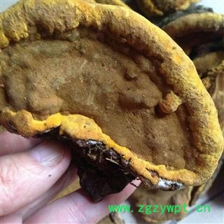 圣草康园桑黄西藏桑黄 金边桑黄灵芝图2