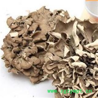 吉康药业灰树花 贝叶多孔菌 栗子蘑 莲花菌 叶状奇果菌 千佛菌 云蕈 舞茸图2