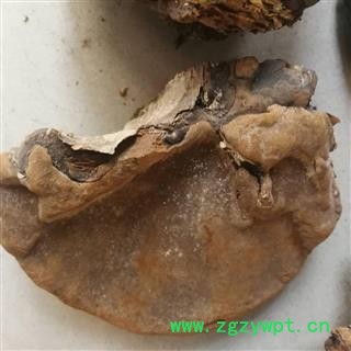 吉康药业灵芝 裂蹄层孔菌 灵芝图3