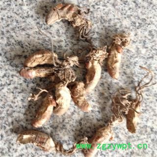 蝉花 金蝉花 金虫草 蝉花统货 产地 安徽省安庆市图2