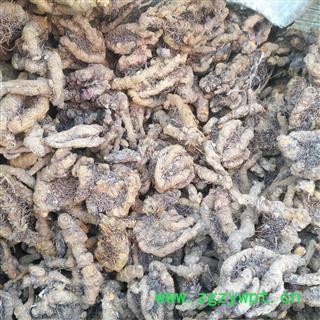 安祁名药正品黄连 石柱黄连 优质选货图3