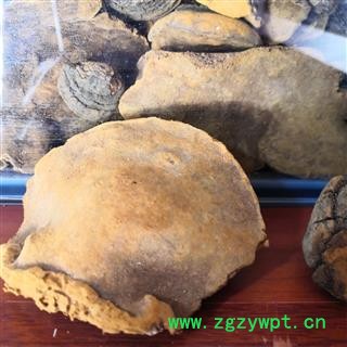 新辉药业桑黄   东北天桑黄 量大从优图2