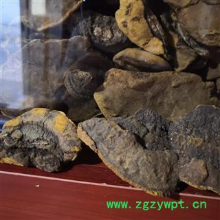 新辉药业桑黄   东北天桑黄 量大从优图3