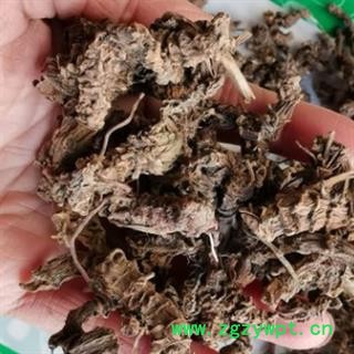 安祁名药优质中药材缬草  光缬草图2