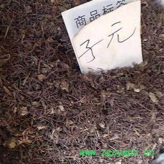 安祁名药紫菀  小辫儿 蜜紫菀图2