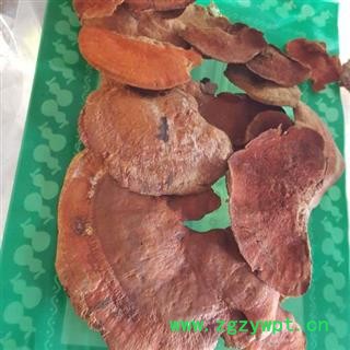 野生血灵芝 牛樟芝 牛樟菇 正品保证质量7天无理由退货退款 华安堂图4