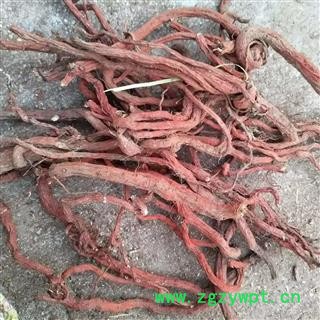 安祁名药丹参 丹参条  各种规格图2