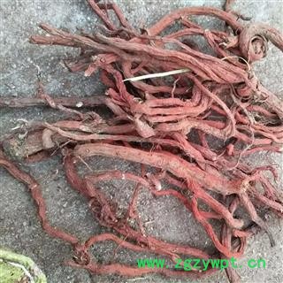 安祁名药丹参 丹参条  各种规格图3