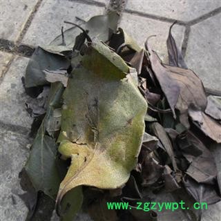 柿子叶 统货 产地 四川省成都市双流县图3