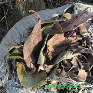 柿子叶 统货 产地 四川省成都市双流县图2