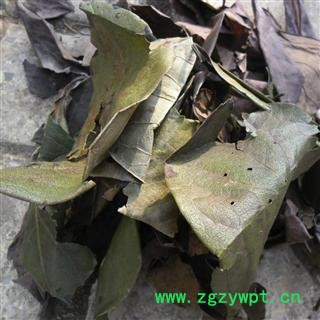 柿子叶 统货 产地 四川省成都市双流县图4