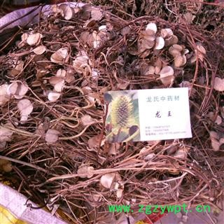 风车草 精品 产地 四川省成都市双流县图2