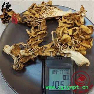 【满包邮】鸡油菌 产地 四川省 1000g 中药材天门冬批发 规格齐全图3