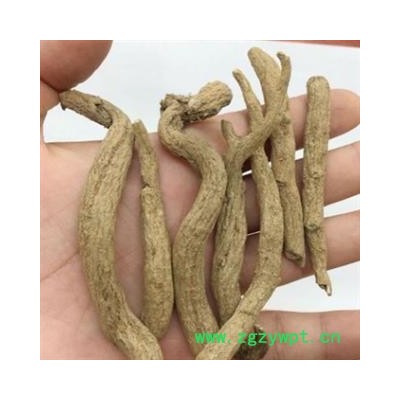 安祁名药优质紫金龙  串枝莲