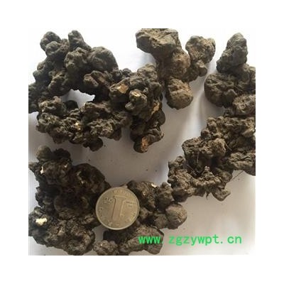 新辉药业正品猪苓 产地黑龙江