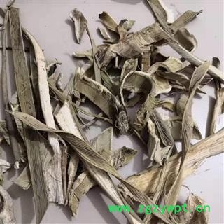 安祁名药剑麻 龙舌兰麻  菠萝麻图2