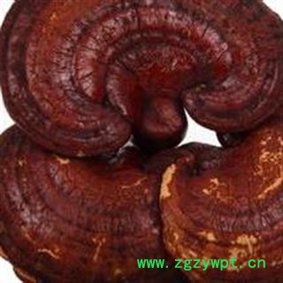灵芝 灵芝 红灵芝 大个 地道药材 今年新货 产地 山东省图2