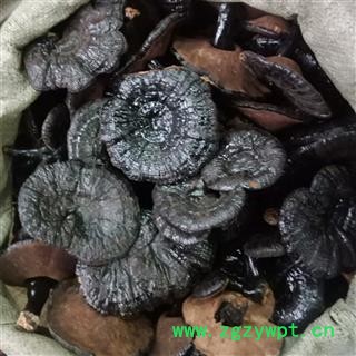 黑灵芝 实图拍照正品保证质量7天无理由退货退款 安品堂图4